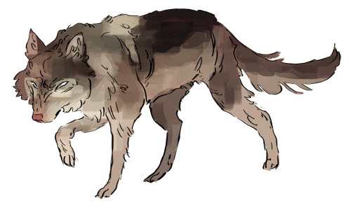 Zane in Wolf Form